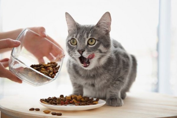 5 Merk makanan kucing yang berbahaya Perlu di perhatikan