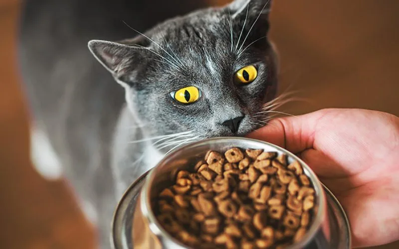 Apa Efek samping makanan kucing Felibite? Cek Ulasannya