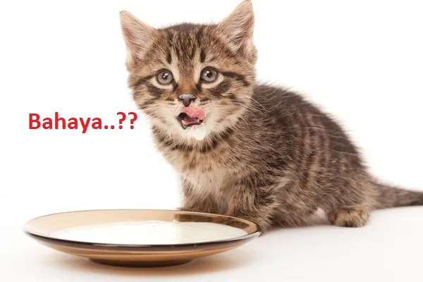 bahaya susu beruang untuk kucing